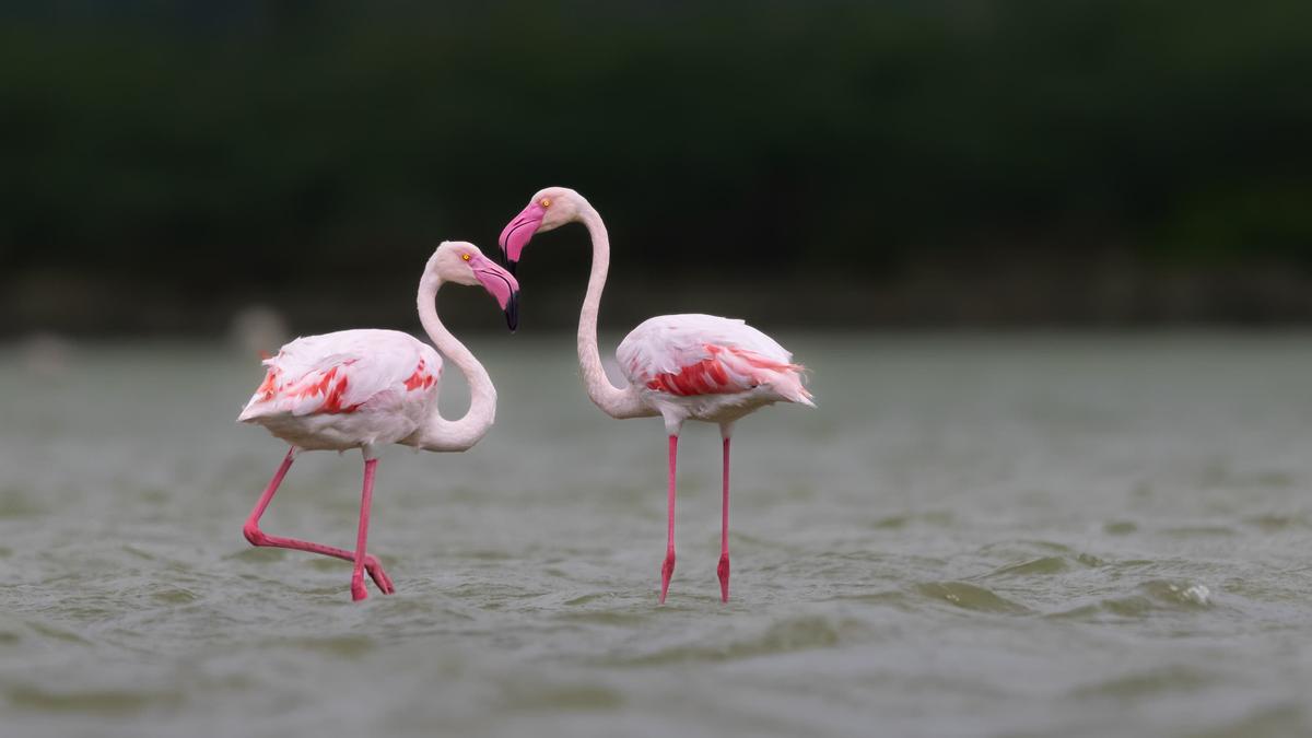 Pongal Bird Count completes 10 years